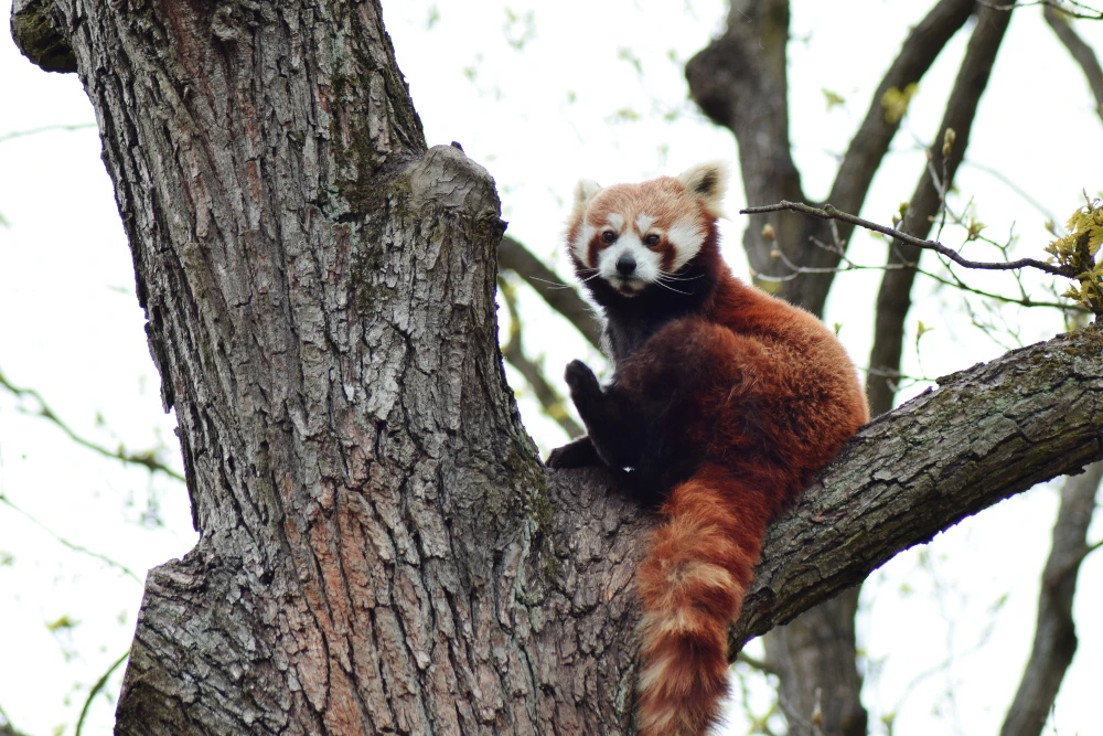 Panda červená