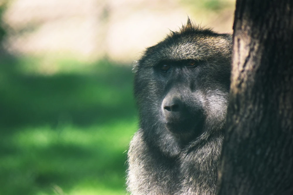 Deň adoptívnych rodičov v Zoo Brno