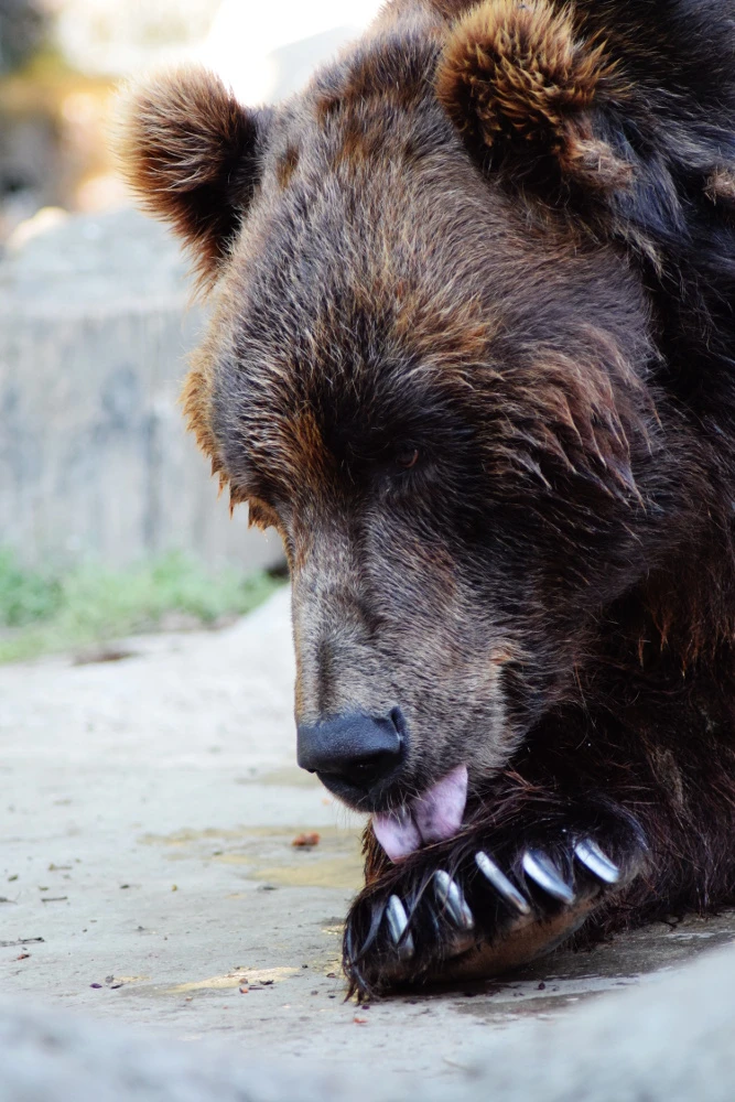 Deň adoptívnych rodičov v Zoo Brno