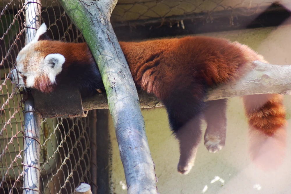 Deň adoptívnych rodičov v Zoo Brno