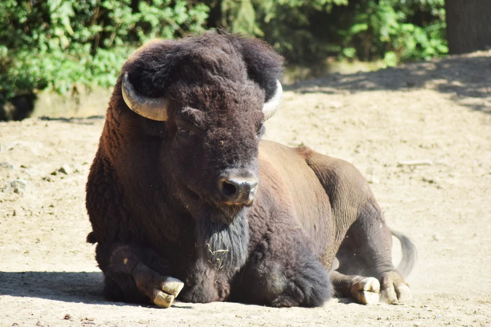 Deň adoptívnych rodičov v Zoo Brno