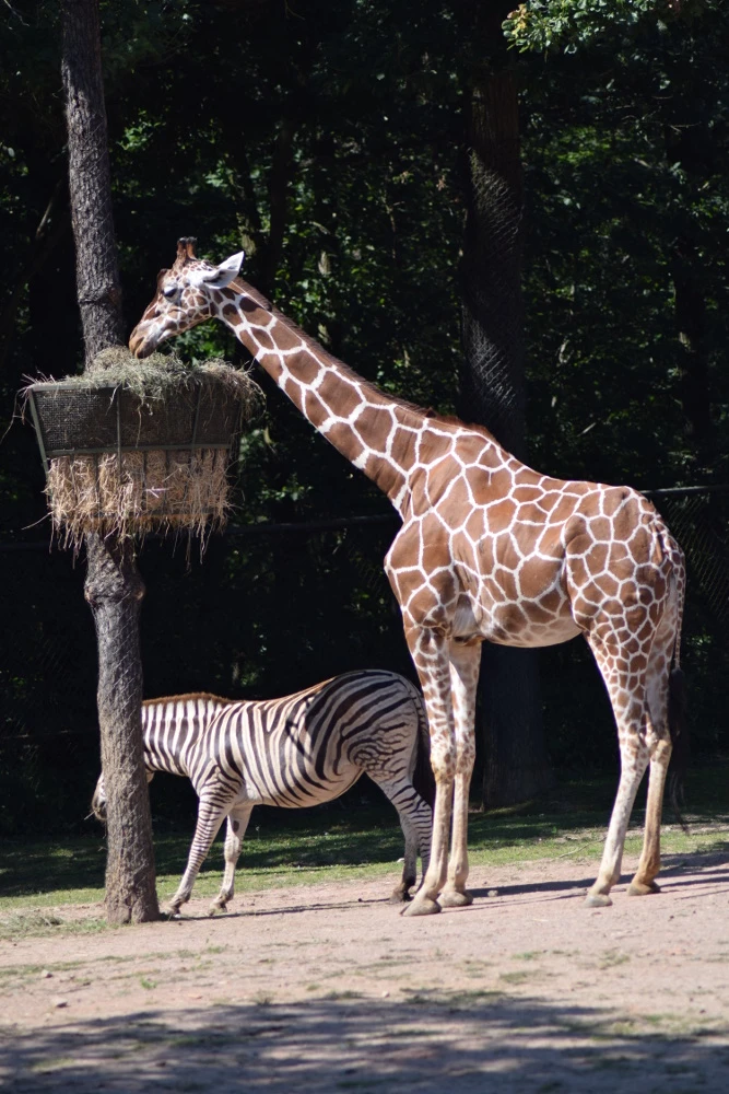 Deň adoptívnych rodičov v Zoo Brno