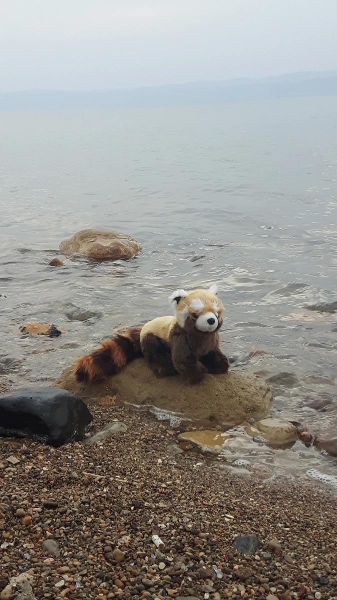 Panda v Jordánsku