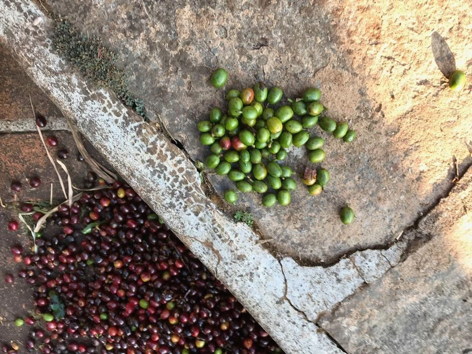 nepražené kávové zrná z farmy Měsíční hora, Chikmagalur, India